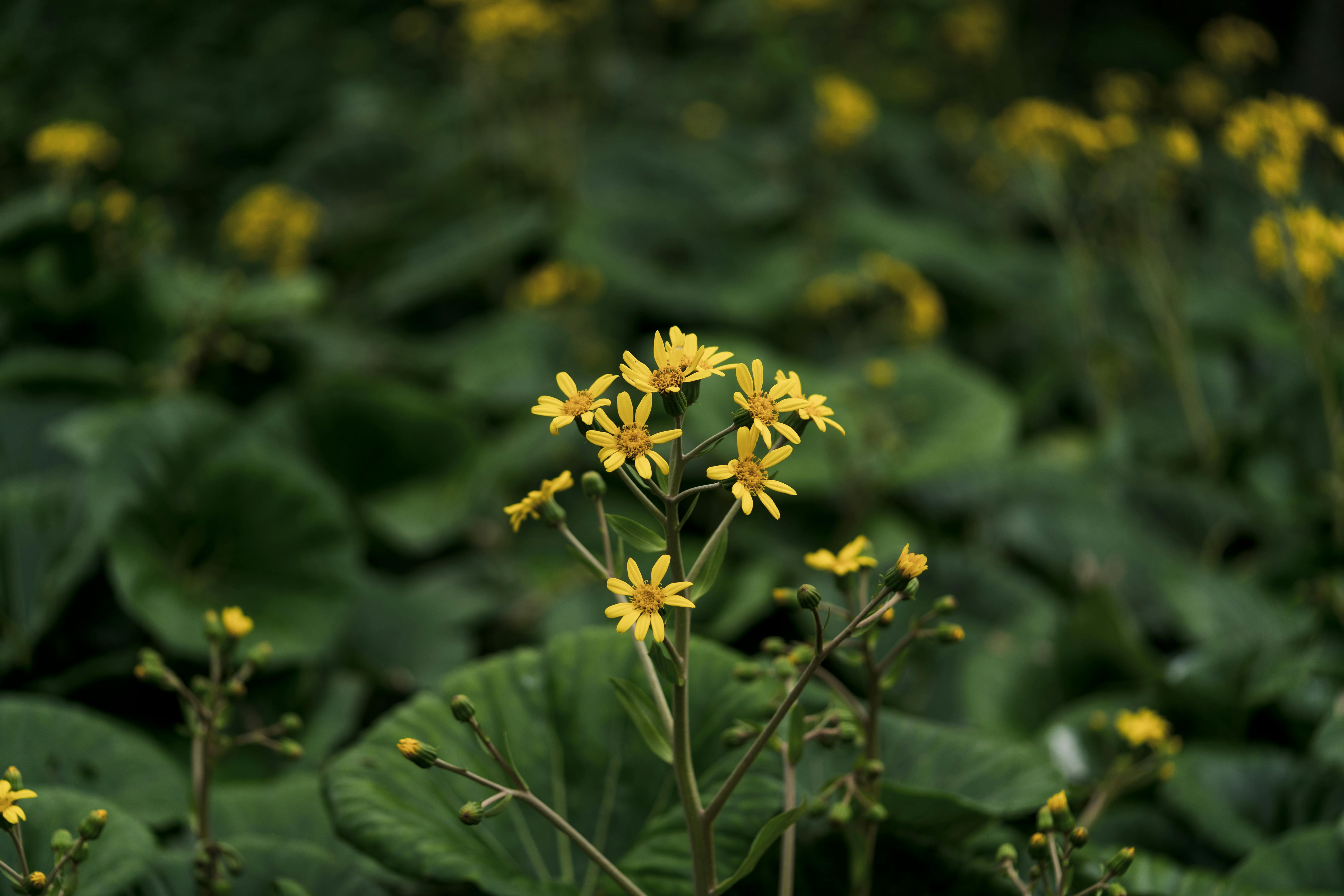 a small yellow flower growing in a field of green leaves