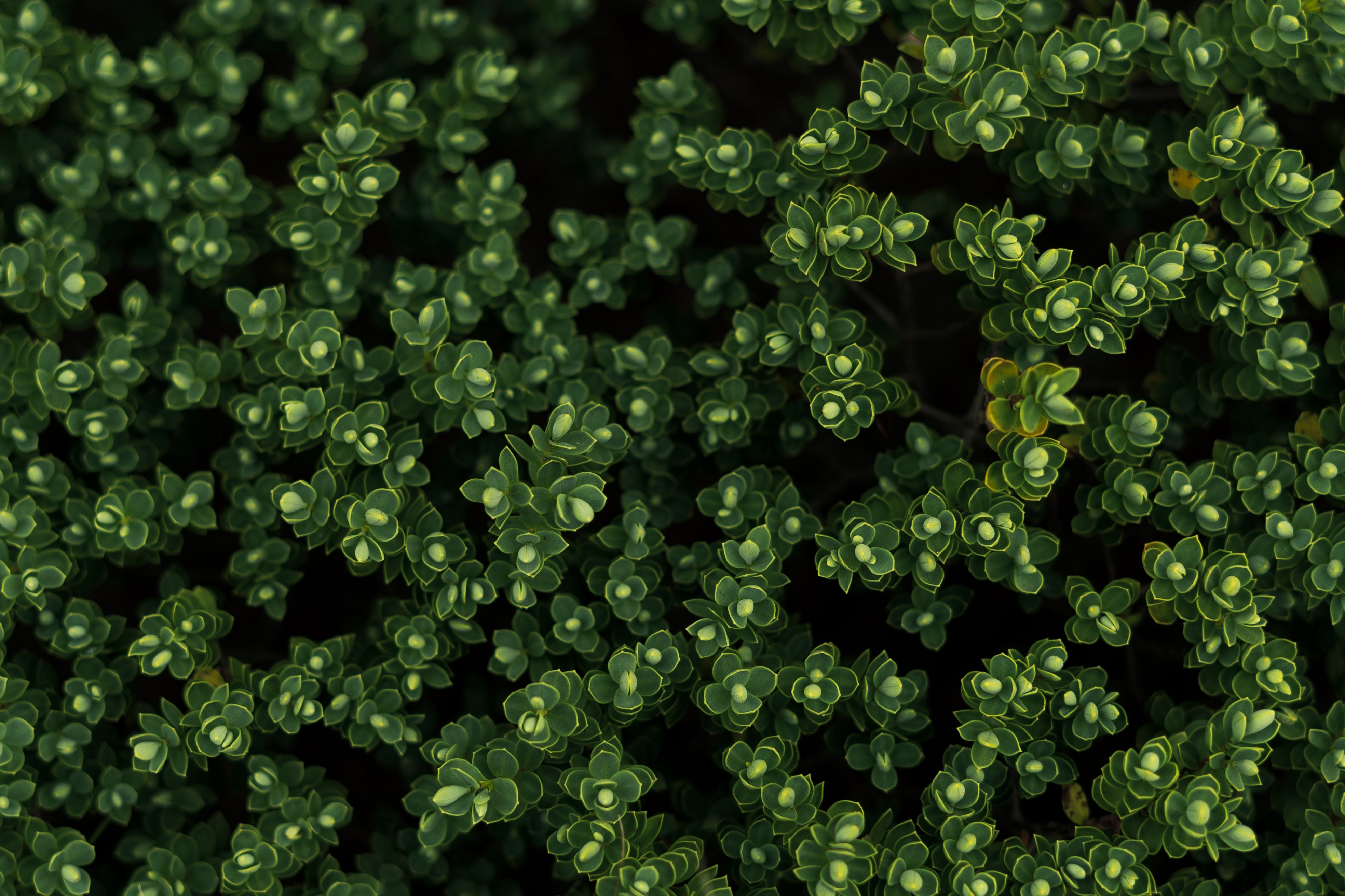 Moody Green Wallpaper Photos, Download The BEST Free Moody Green ...