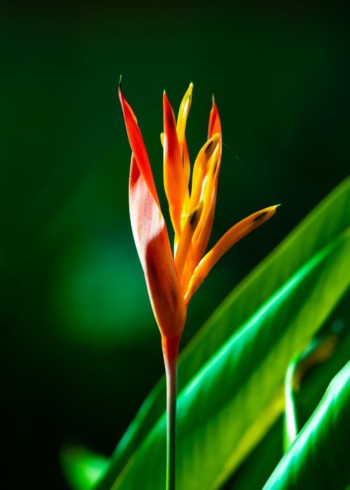 Free Close-up of a bright heliconia flower against lush green leaves in Mumbai, India. Stock Photo
