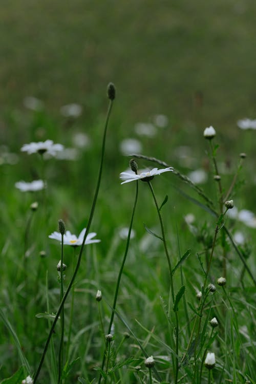 乾草地, 乾草田, 增長 的 免費圖庫相片