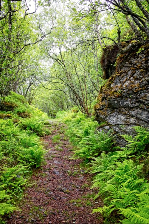 Free Explore a lush, serene trail in the vibrant forests of Senjahopen, Norway. Stock Photo