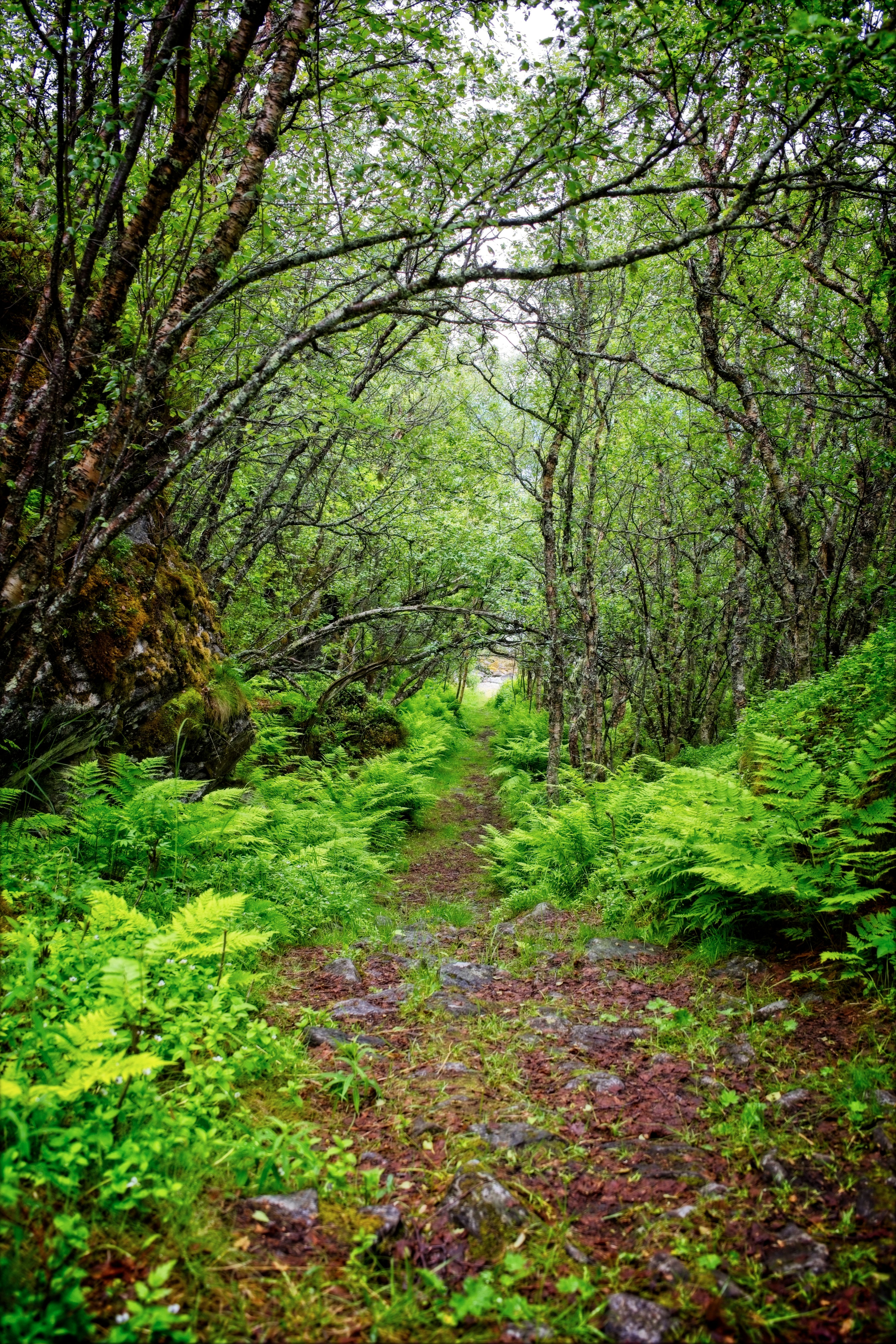 A path through the woods with ferns and moss · Free Stock Photo
