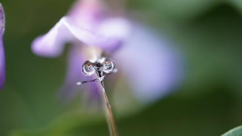 Foto profissional grátis de abelha, ao ar livre, aranha