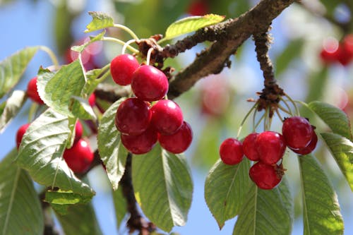 Fotos de stock gratuitas de cerezas, cerezo, frutas