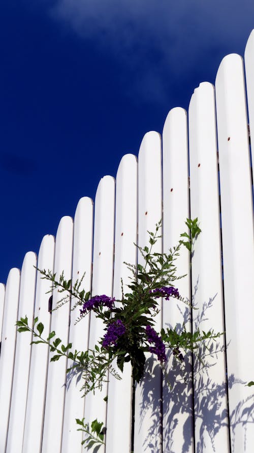 Fotos de stock gratuitas de al aire libre, árbol, arquitectura