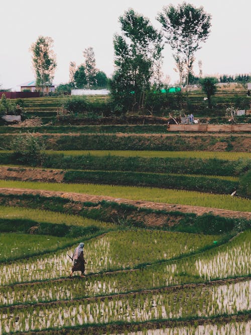 A woman who's is taking care about her paddy fields 