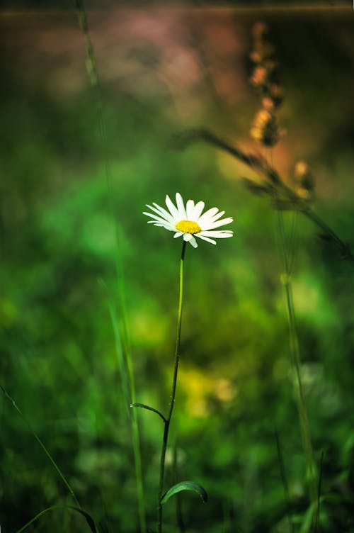 Gratis lagerfoto af bane, blad, blomst