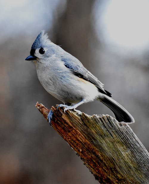 無料 木の枝にとまる灰色の鳥 写真素材