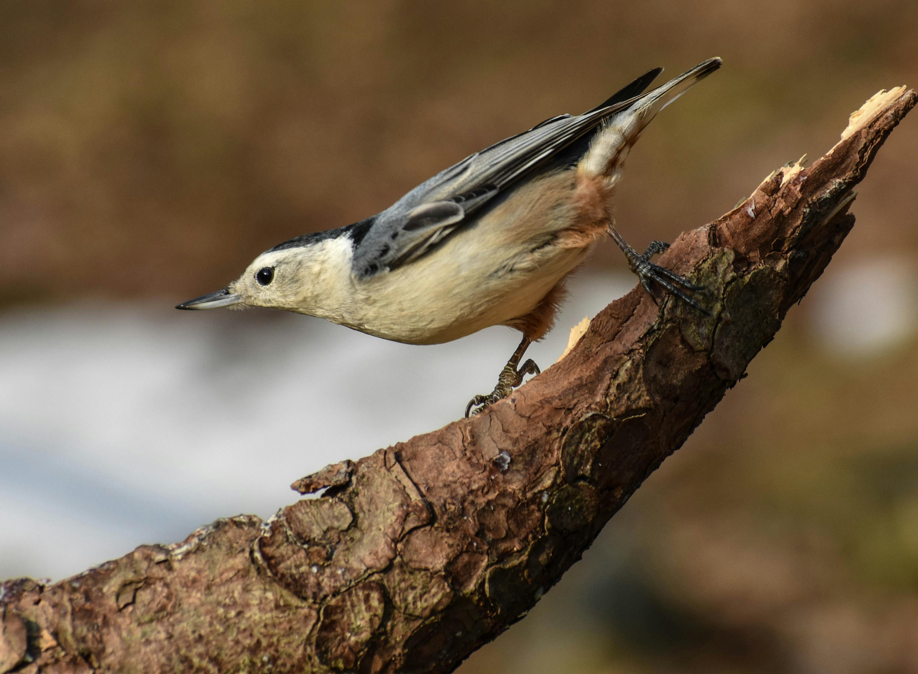 free-stock-photo-of-nuthatch
