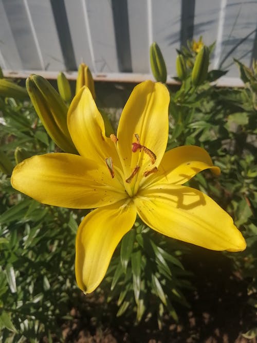 Fotos de stock gratuitas de amarillo, flor amarilla, hermosa flor