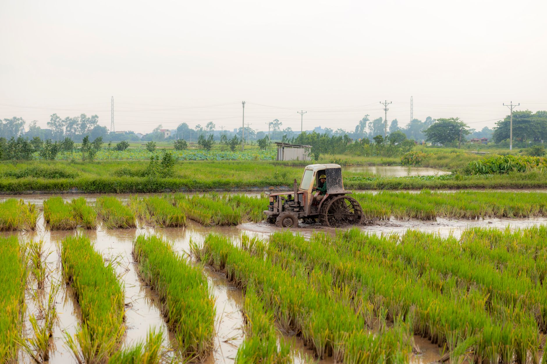 A tractor plowing through a muddy rice field in a rural area, showcasing traditional farming techniques.