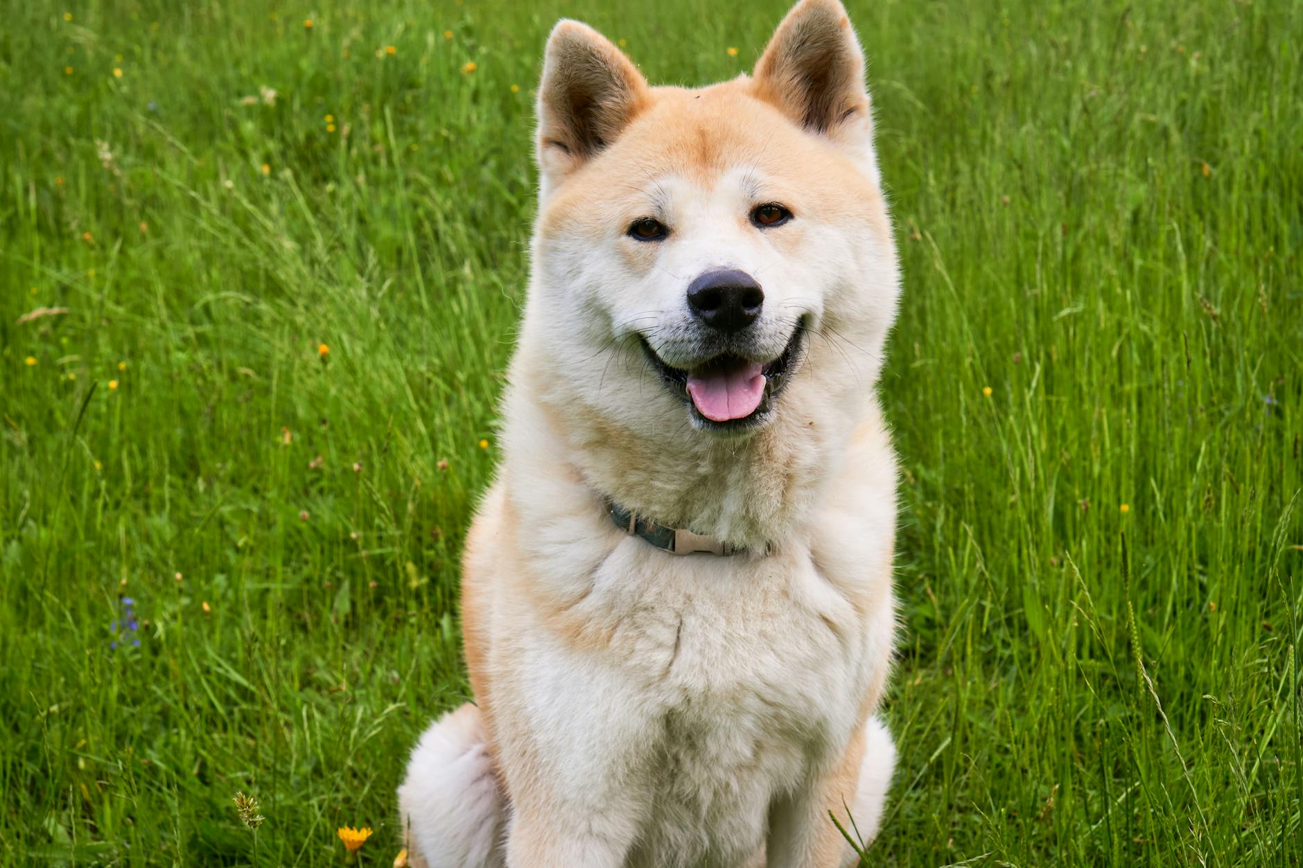 A happy Akita dog sitting in a lush green grass field, showcasing its friendly face and fluffy fur.