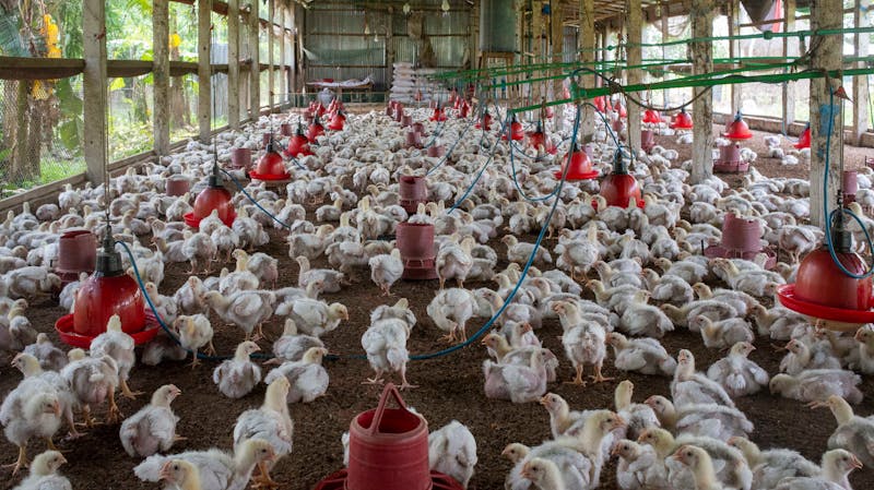 Cúm gia cầm H5N1 lây lan mạnh tại Mỹ, cảnh báo nguy cơ đại dịch