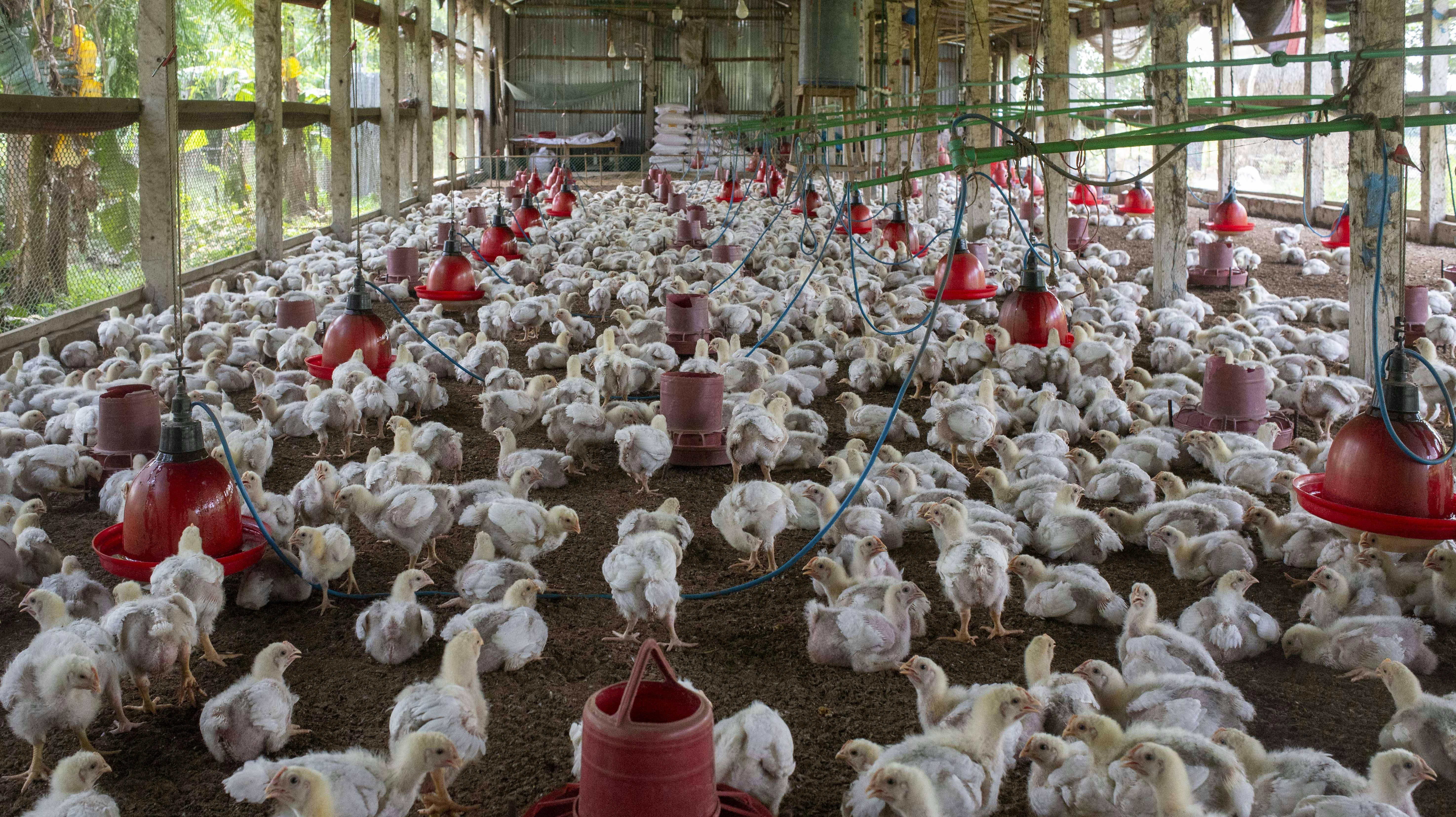 Broiler Chickens Photos, Download The BEST Free Broiler Chickens Stock ...