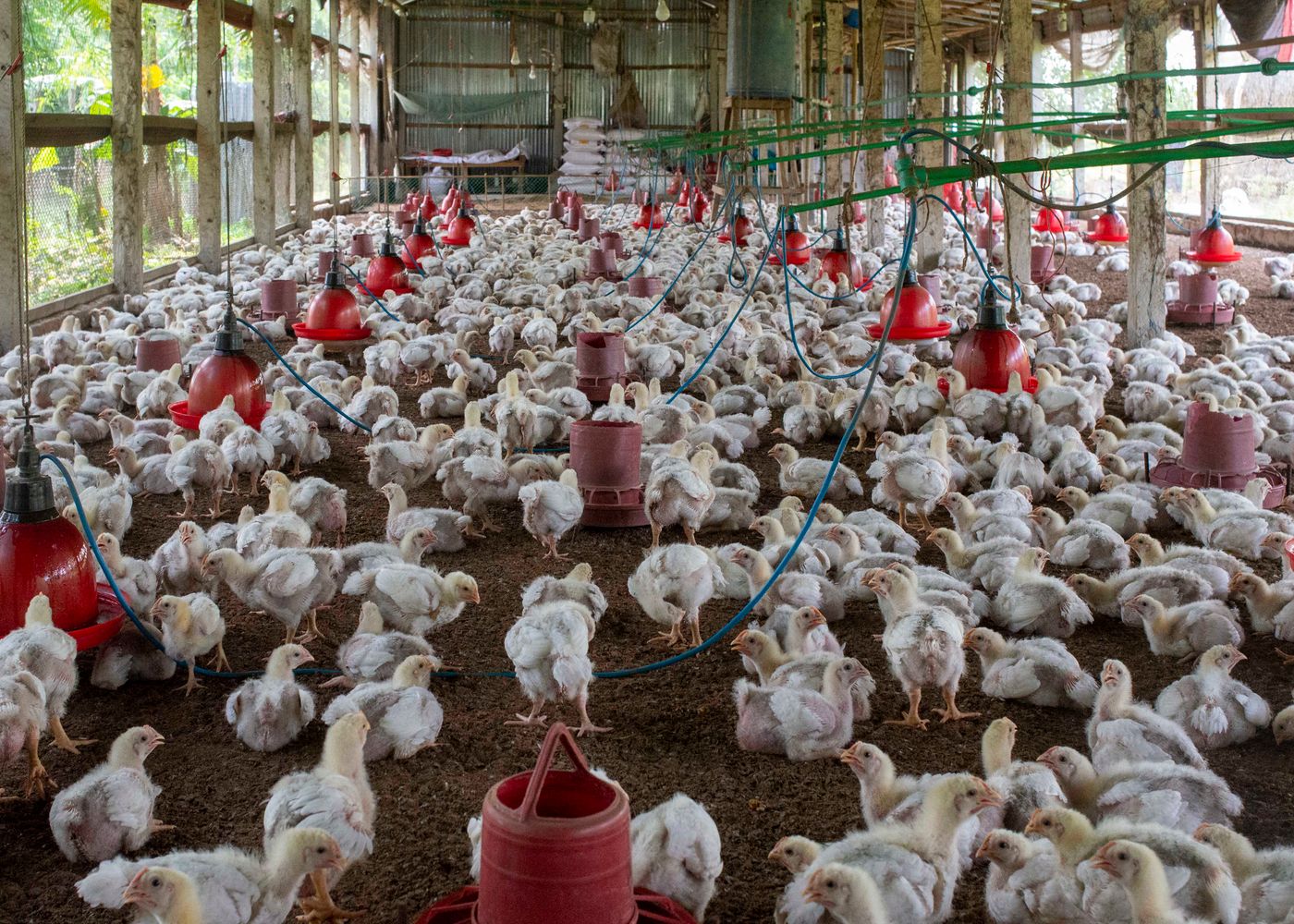 Pollos broiler blancos dentro de un galpón avícola