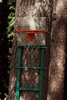 Basketball hoop mounted on a tree trunk in a dense forest setting, Saulkrasti, Latvia.