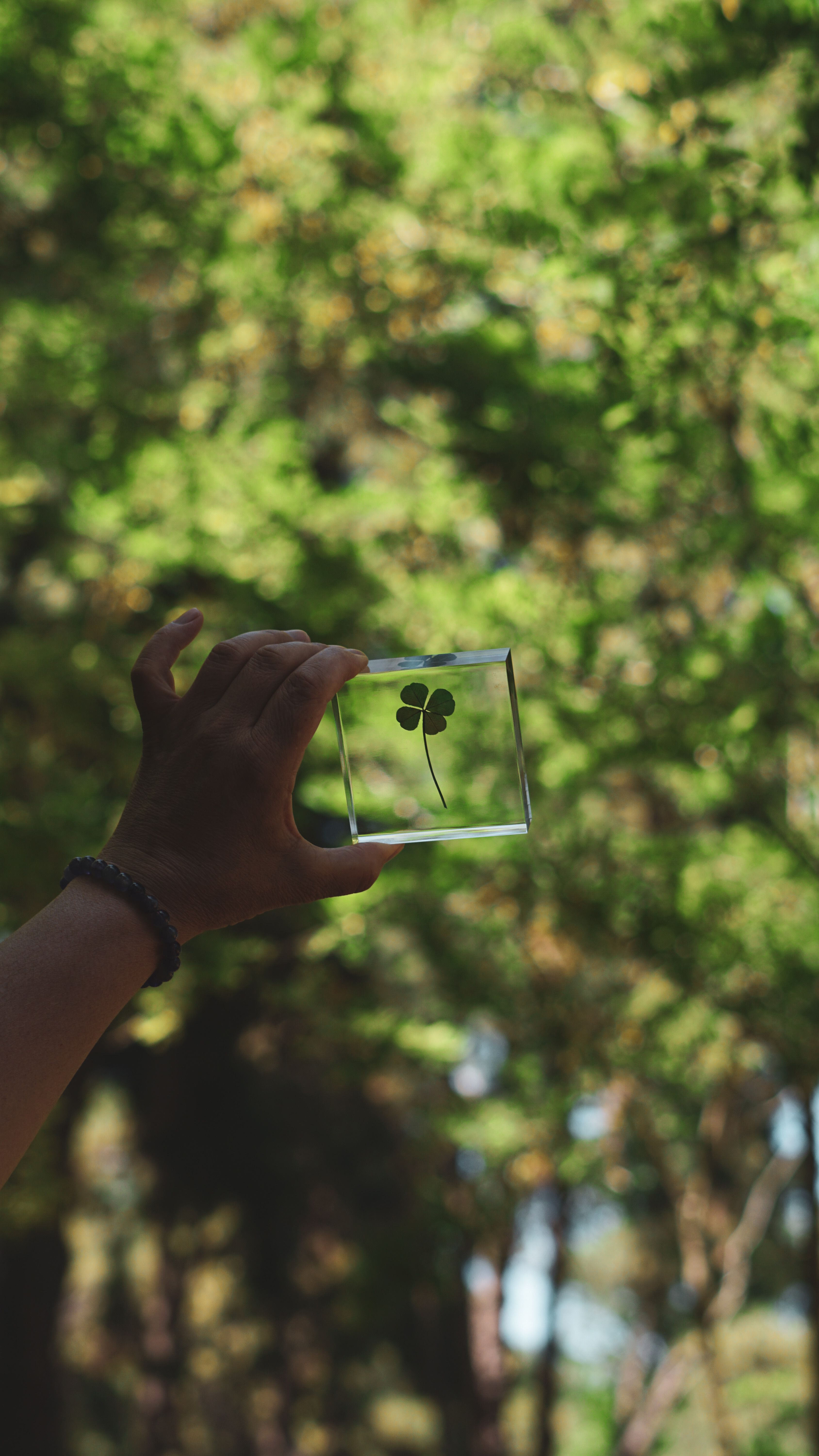 A hand holds a four-leaf clover encapsulated in a glass frame against a lush green background.