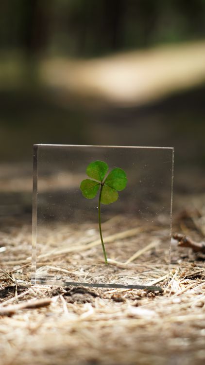 Clober Box A four leaf clover is in a glass box · Free Stock Photo