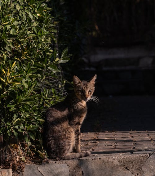 amiable, charming, cuddly içeren Ücretsiz stok fotoğraf