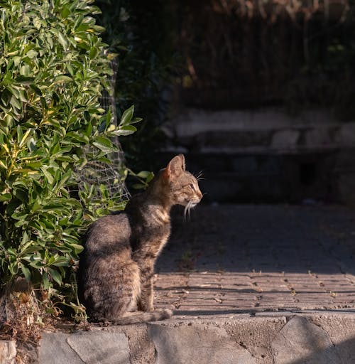 amiable, charming, cuddly içeren Ücretsiz stok fotoğraf