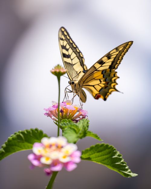 Free A stunning swallowtail butterfly delicately perched on vibrant lantana flowers. Stock Photo