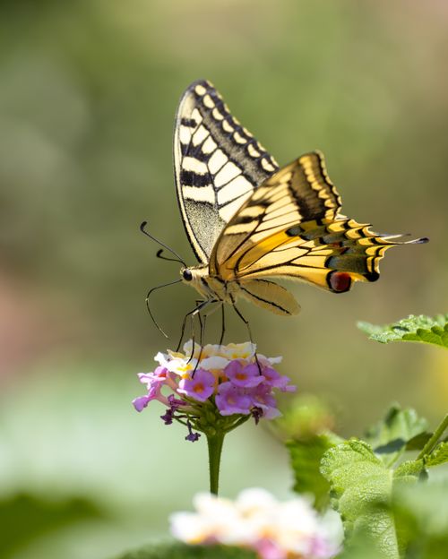 Free Yellow swallowtail butterfly on a flower in summer, showcasing nature's beauty. Stock Photo