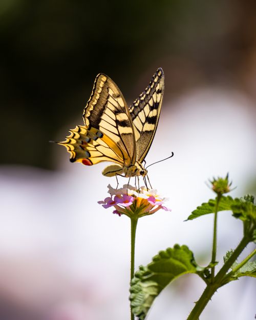 Free A stunning Swallowtail butterfly perched delicately on a vibrant flower in nature. Stock Photo