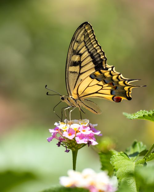 Free Yellow swallowtail butterfly perched on a colorful flower in a natural setting. Stock Photo