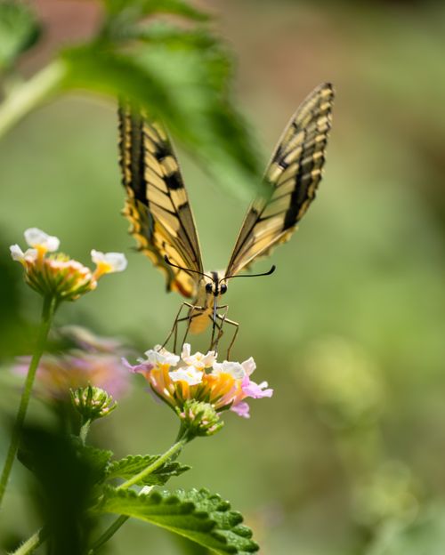Free A swallowtail butterfly delicately sipping nectar from a vibrant flower in a summer garden. Stock Photo