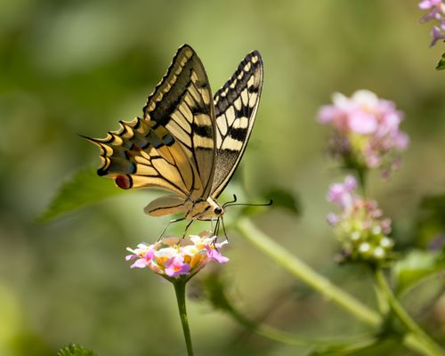 Free Close-up of an old world swallowtail butterfly perched on a blooming flower, showcasing vivid colors. Stock Photo