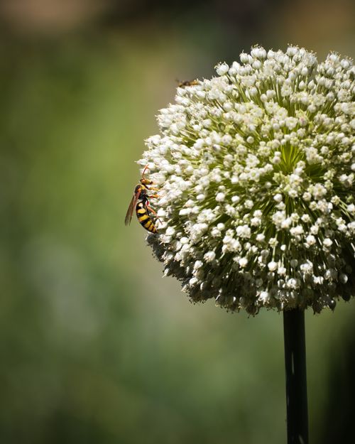 Free A wasp on a blooming white flower with a blurred natural background, captured in summer. Stock Photo