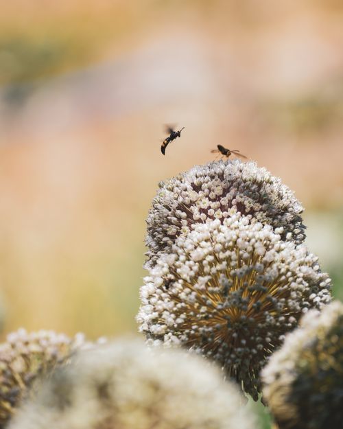 Free Macro shot of insects flying around blooming allium flowers, showcasing pollination. Stock Photo