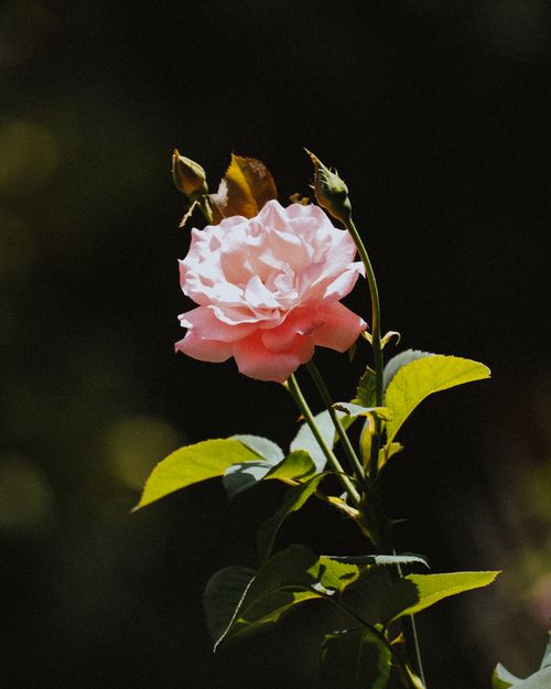 Free A vibrant pink rose bathed in sunlight, showcasing its delicate petals against a soft-focus background. Stock Photo