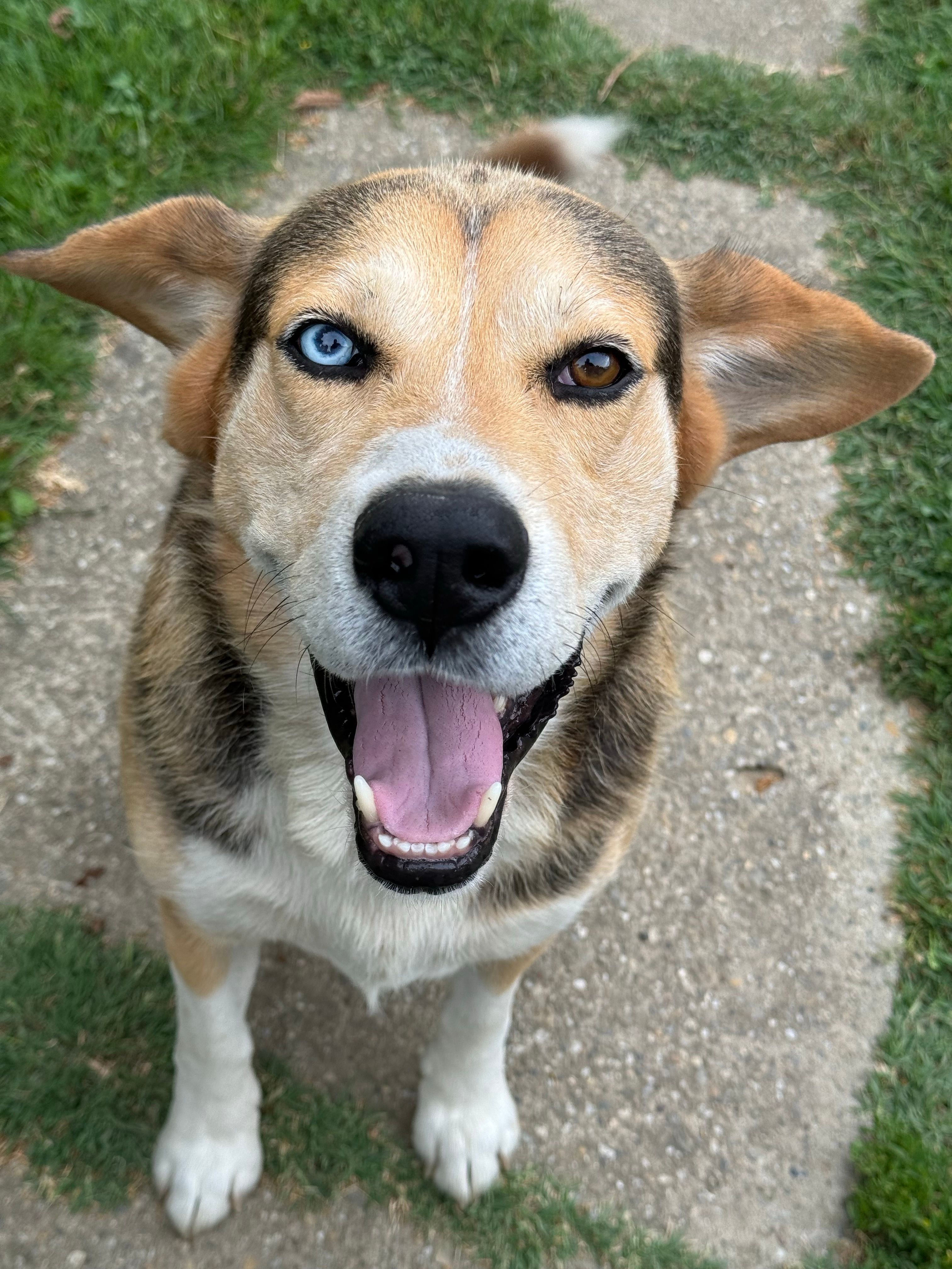 A joyful dog with heterochromia in Garešnica, Croatia, enjoying outdoors.