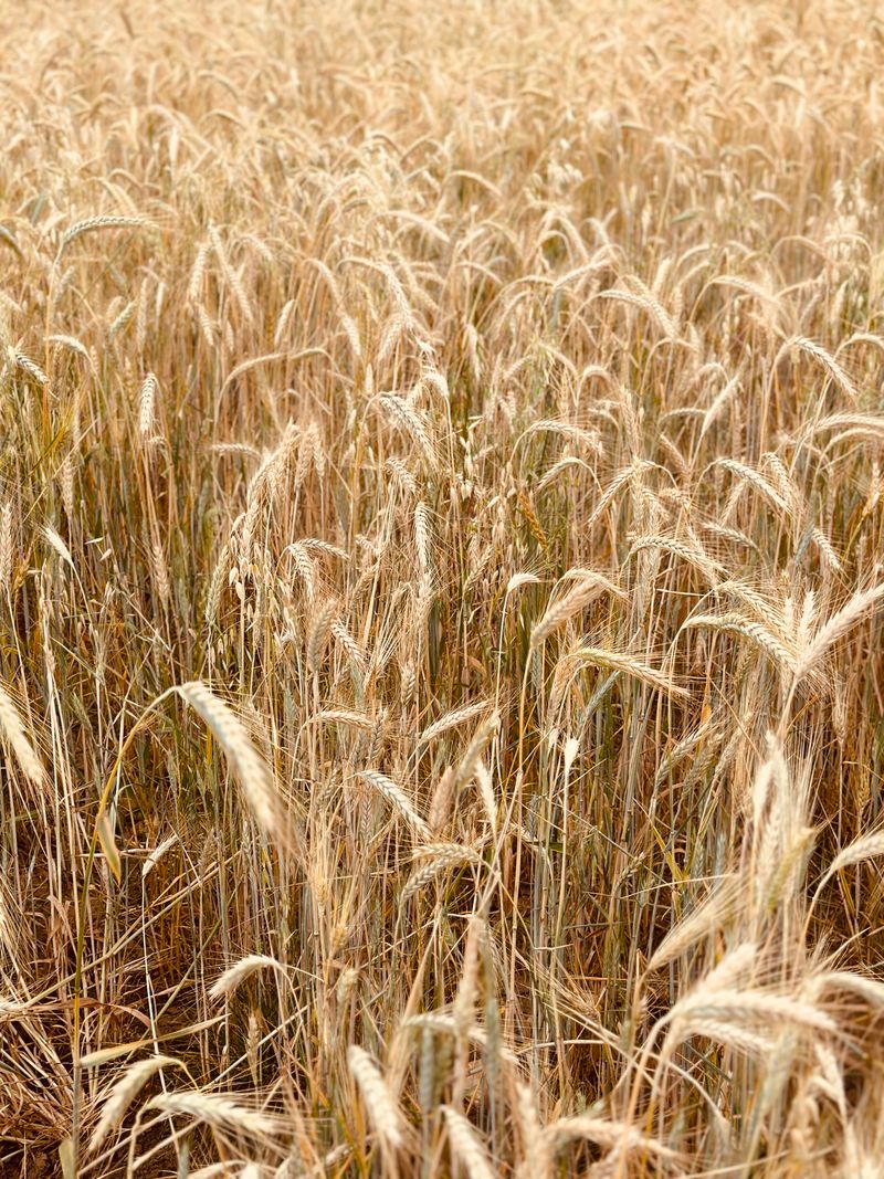 Ripe barley ready for malting