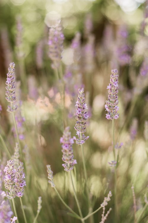 Fotos de stock gratuitas de al aire libre, aromaterapia, aromático