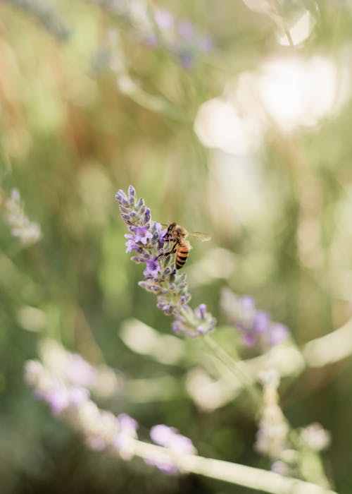 Fotos de stock gratuitas de abeja, al aire libre, campo