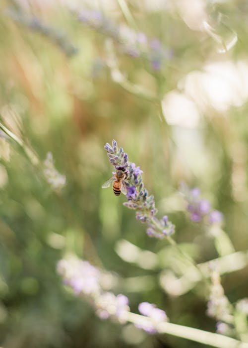 Fotos de stock gratuitas de abeja, al aire libre, campo