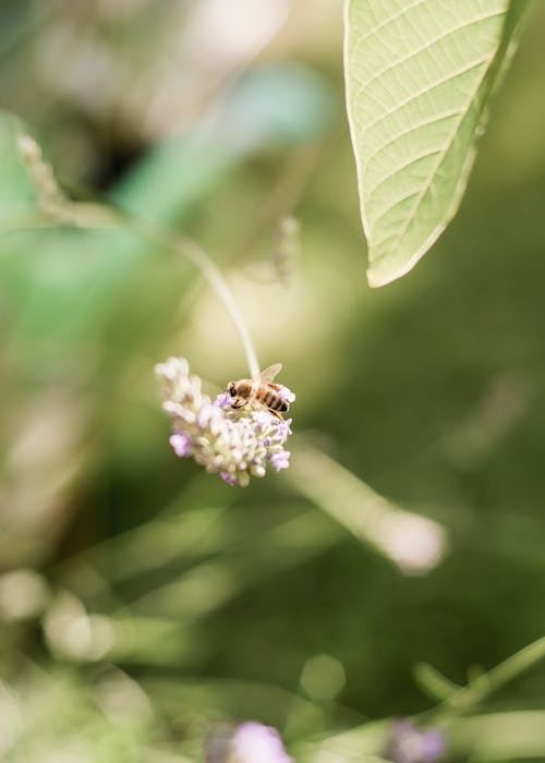 Fotos de stock gratuitas de abeja, al aire libre, animal