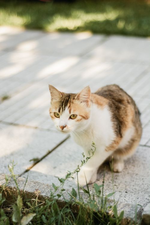 Free Cute calico cat sitting on a sunny outdoor sidewalk, surrounded by greenery. Stock Photo