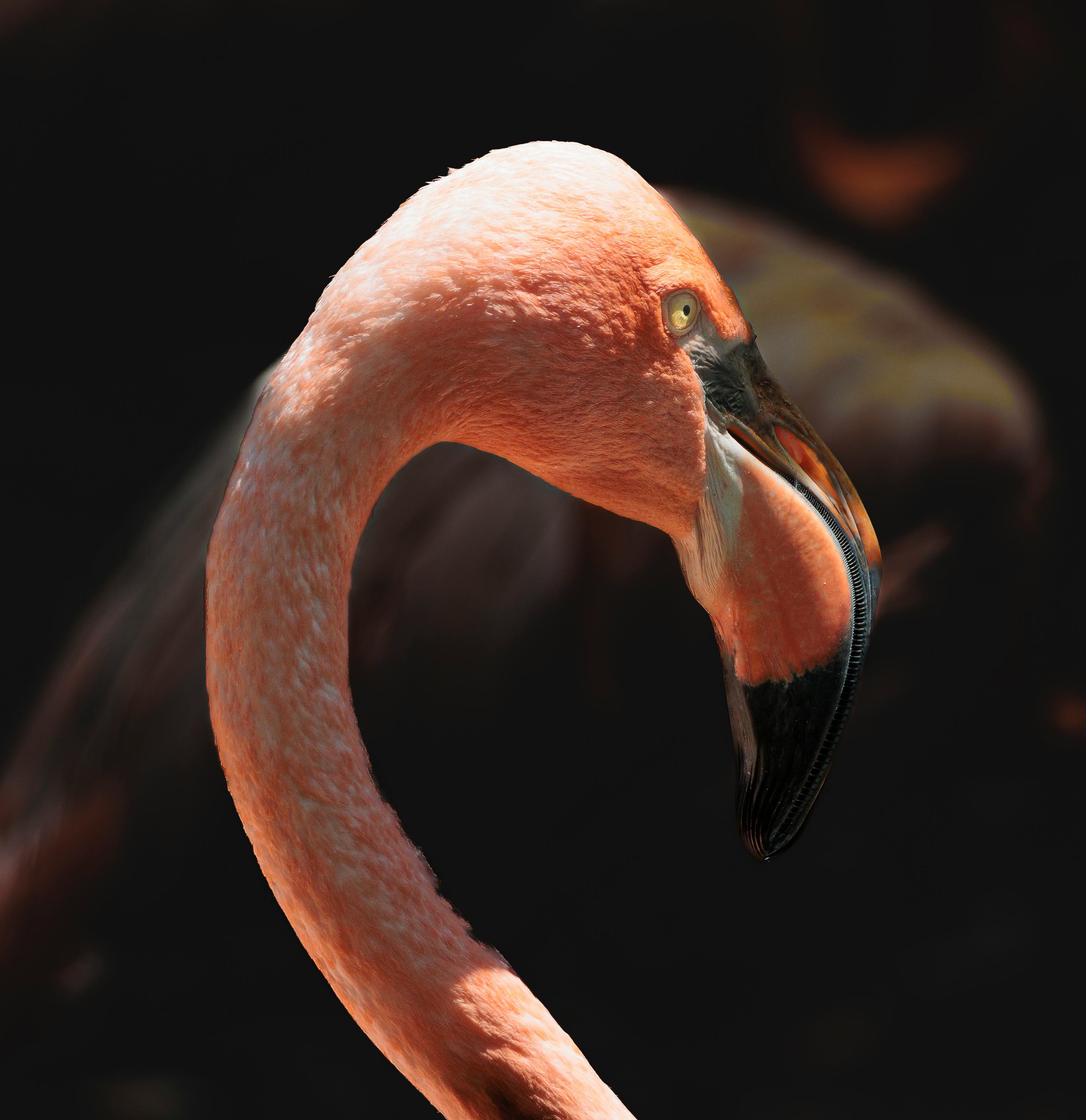 Graceful flamingo captured in profile against a dark background, showcasing its elegant curves.