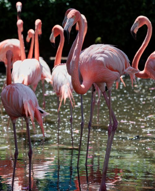 Free A beautiful group of flamingos with pink plumage wading in a tropical setting. Stock Photo