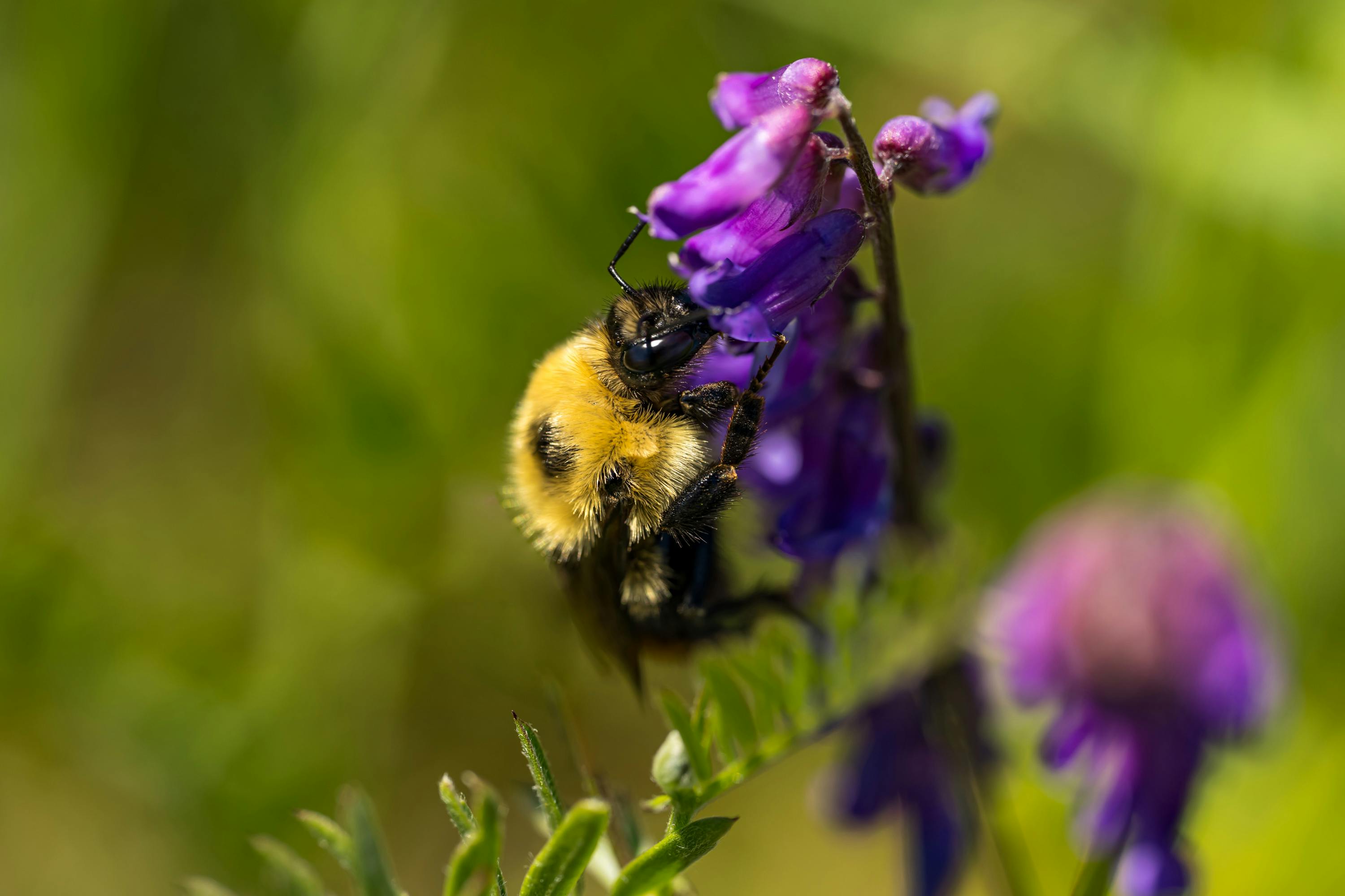 A bumblebee perched on a vibrant purple flower in a meadow. Captured in detail.