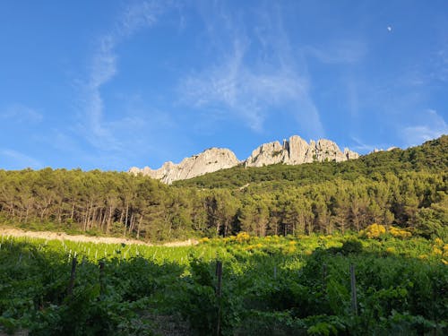 Základová fotografie zdarma na téma les, lezení po skalách, valoun