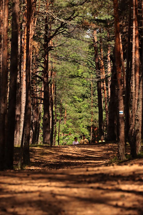 Photos gratuites de 2024, à feuilles persistantes, amoureux de la nature