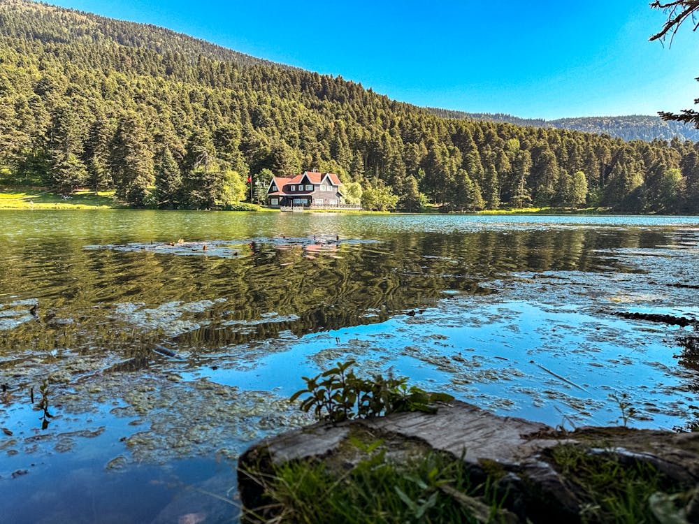 Darmowe zdjęcie z galerii z @na wolnym powietrzu, bolu, drzewo