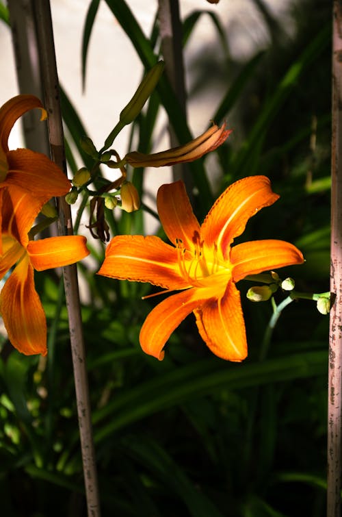 Free stock photo of blooms, daylight, flowering