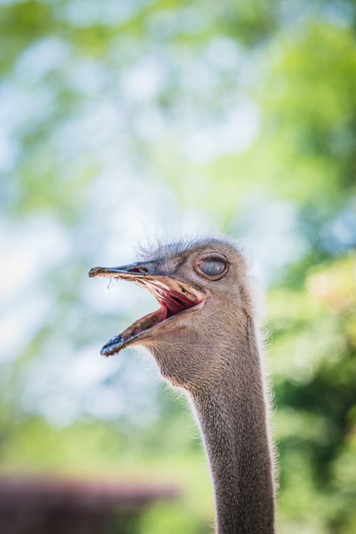 Free Detailed close-up of an ostrich with open beak during summer in a park. Stock Photo