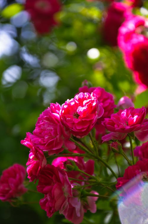 Free stock photo of beam of light, garden flowers, garden rose