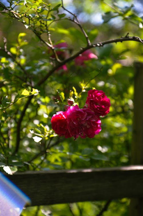 Free stock photo of beam of light, garden flowers, garden rose